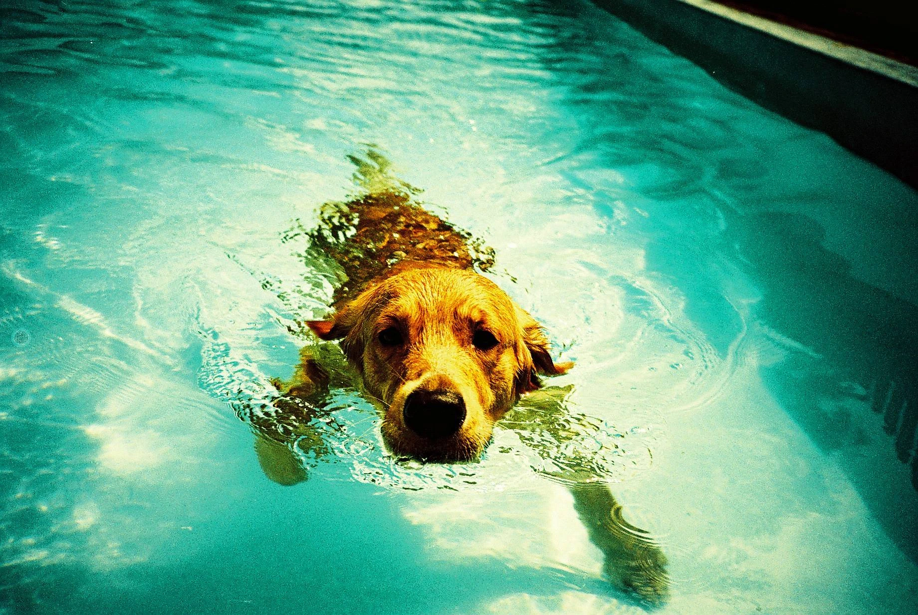 Un chien dans une piscine